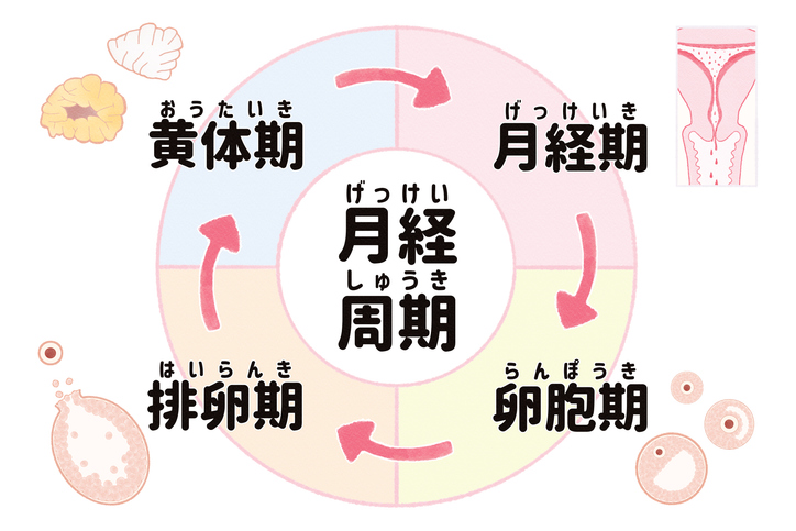 月経周期